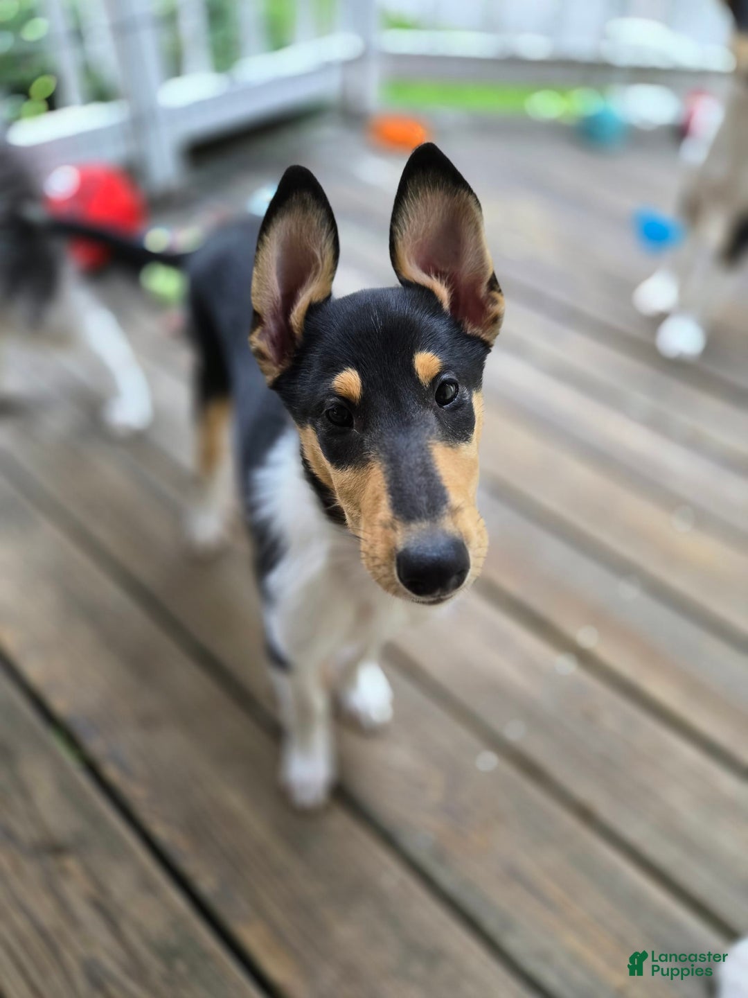 Collie dogs for sale: Kat - Image 1