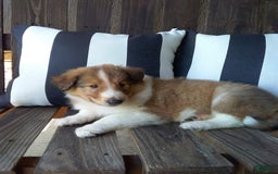 Collie dogs for sale: Dixie - Image 5