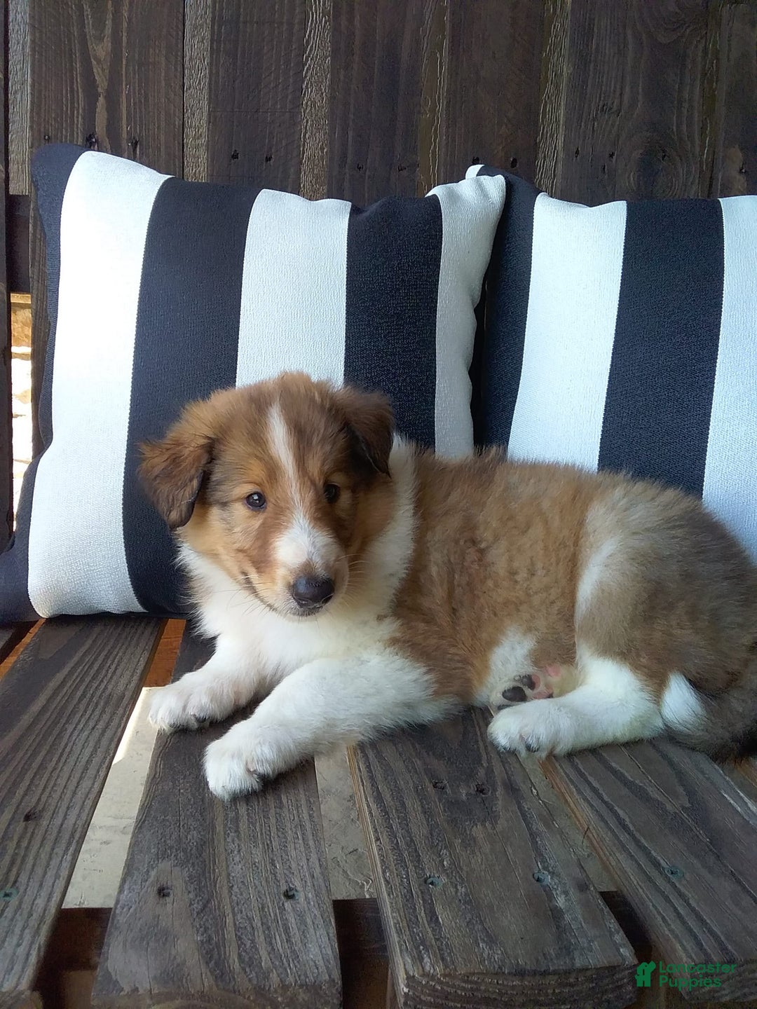 Collie dogs for sale: Dixie - Image 5
