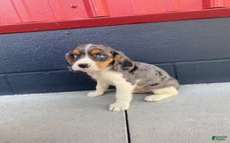 Beaglier dogs for sale: Apollo - Image 4