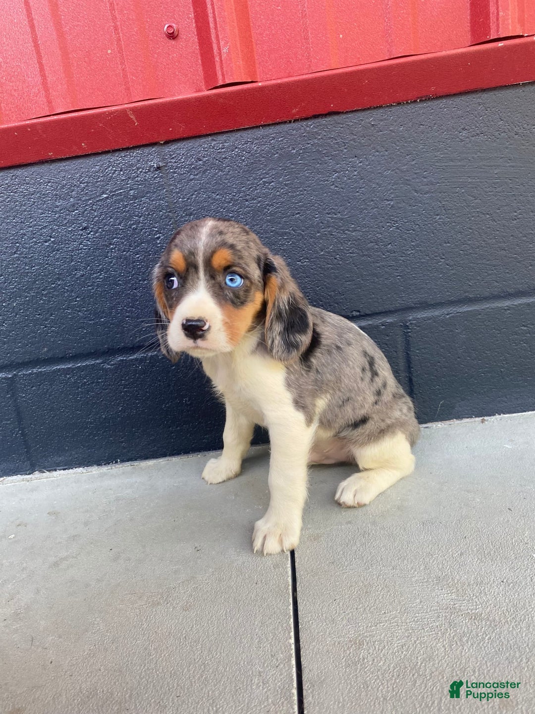 Beaglier dogs for sale: Apollo - Image 4
