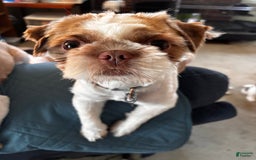 Shih Tzu dogs for sale: Ruby - Image 5