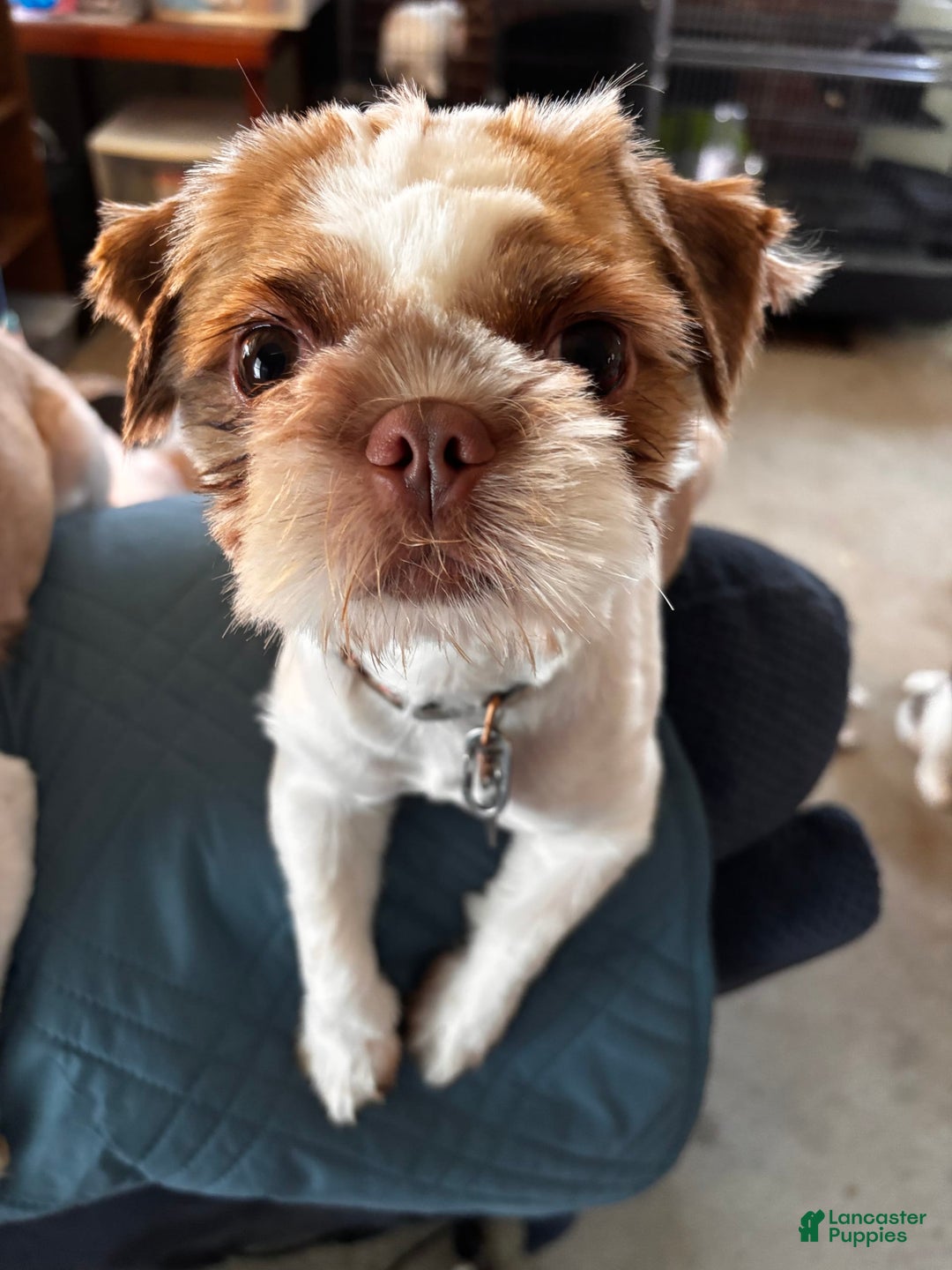 Shih Tzu dogs for sale: Ruby - Image 5