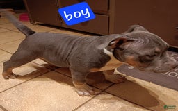 American Bully dogs for sale: Rose Col - Image 9
