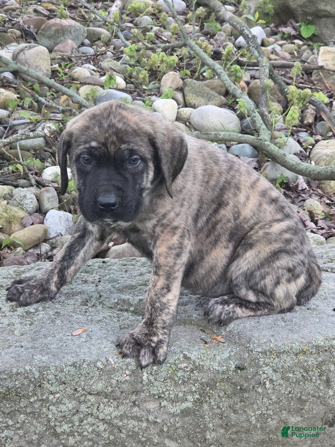 English Mastiff dogs for sale: Zoey - Image 4