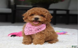 Miniature Poodle dogs for sale: Natasha - Image 15