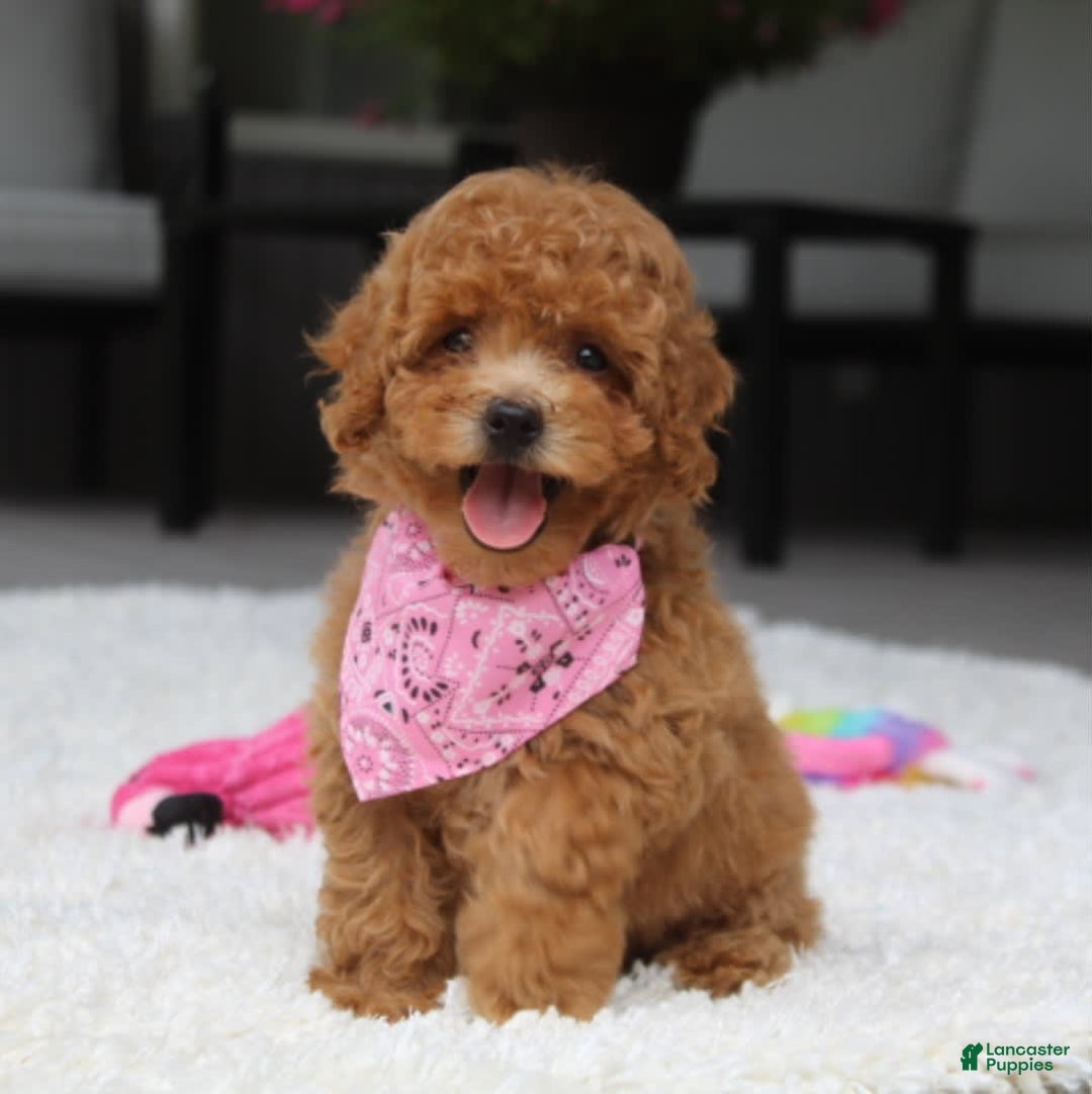 Miniature Poodle dogs for sale: Natasha - Image 15