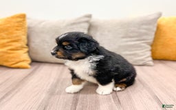 Australian Shepherd dogs for sale: Pepper - Image 10