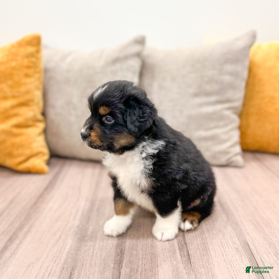 Australian Shepherd dogs for sale: Pepper - Image 10