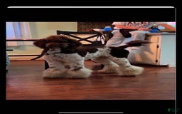Aussiedoodle dogs for sale: Ivy - Image 4