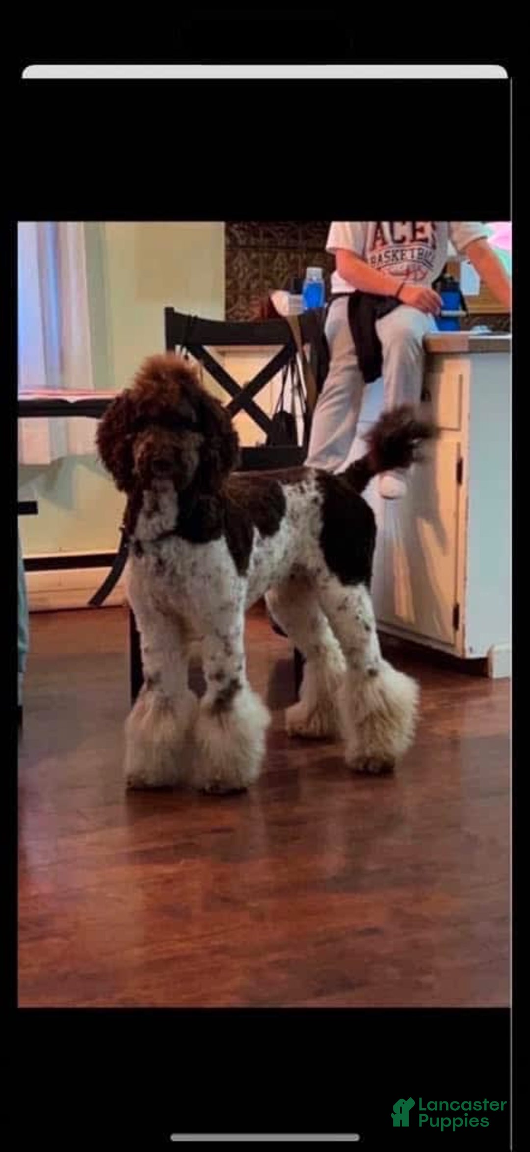 Aussiedoodle dogs for sale: Ivy - Image 4