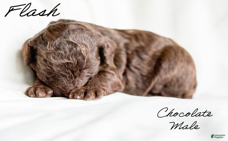 Standard Poodle dogs for sale - Ad 5