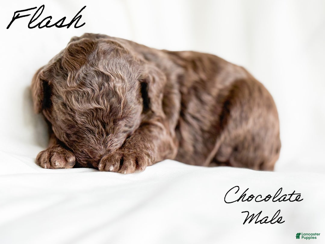 Standard Poodle dogs for sale: Flash - Image 1
