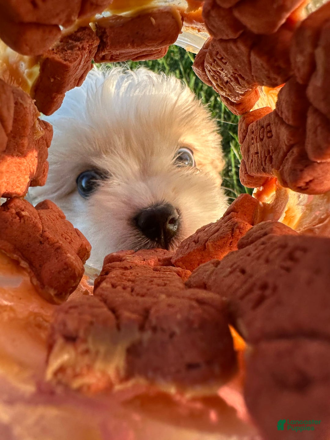 Cavachon dogs for sale: Diego - Image 3