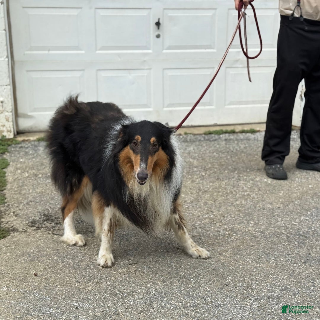 Collie dogs for sale: Amora - Image 12