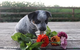 Australian Cattle Dog dogs for sale: Bethy - Image 2