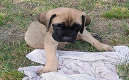 English Mastiff dogs for sale: Dark Green/red Boy  💚 ❤️ - Image 2