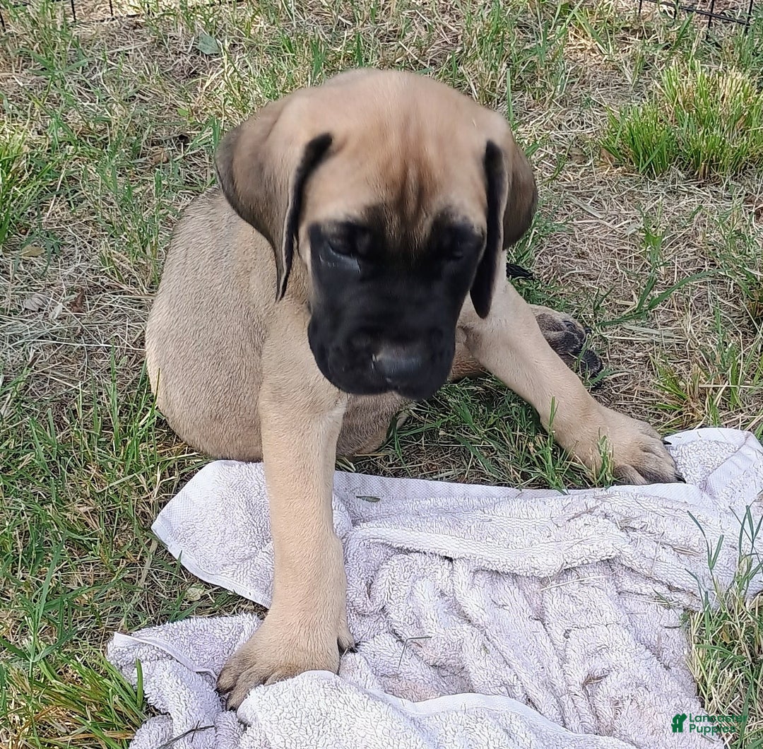English Mastiff dogs for sale: Dark Green/red Boy  💚 ❤️ - Image 2