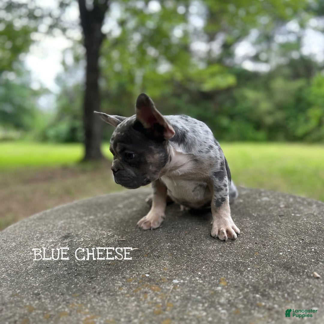 French Bulldog dogs for sale: Blue Cheese - Image 2