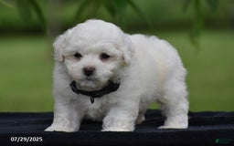 Bichon Frise dogs for sale: Tony - Image 4