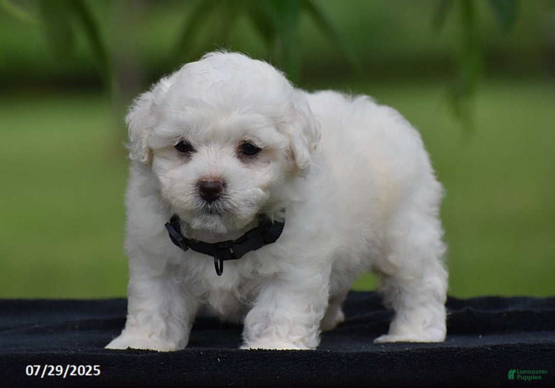 Bichon Frise dogs for sale: Tony - Image 4