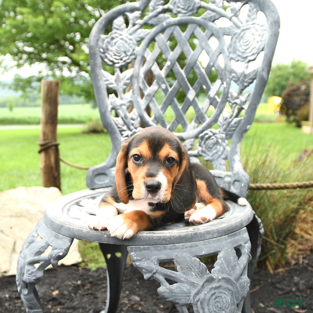 Beagle dogs for sale: Ava - Image 1