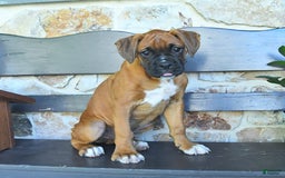Boxer dogs for sale: Frederick - Image 6
