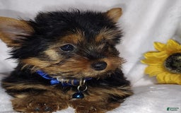 Yorkshire Terrier dogs for sale: Shep - Image 13