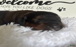 Bernedoodle dogs for sale: Dark Brown Sable Girl - Image 2