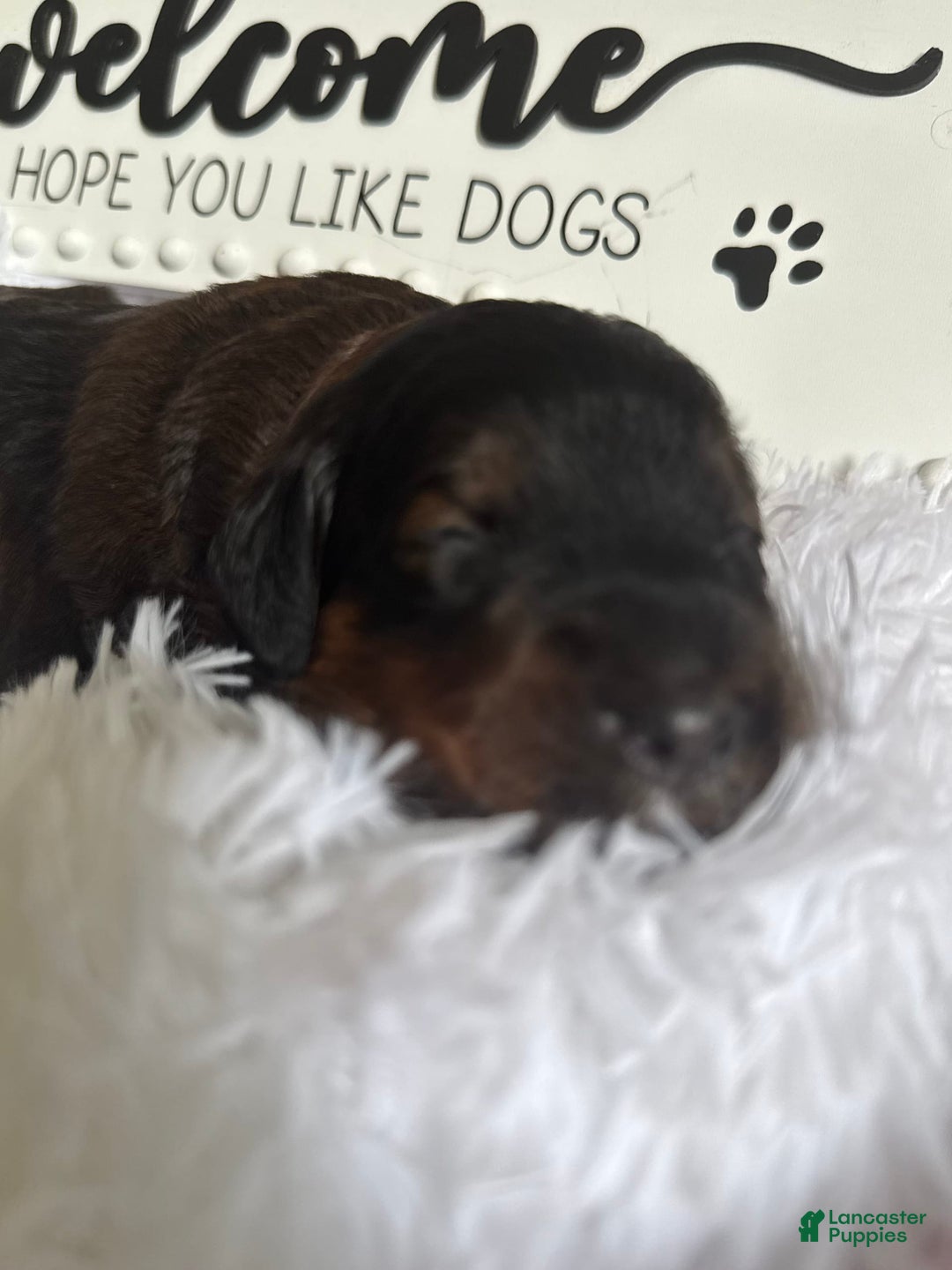 Bernedoodle dogs for sale: Dark Brown Sable Girl - Image 2
