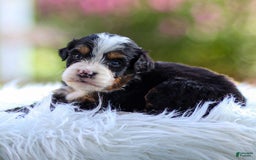 Mini Bernedoodle dogs for sale: Murphy - Image 6