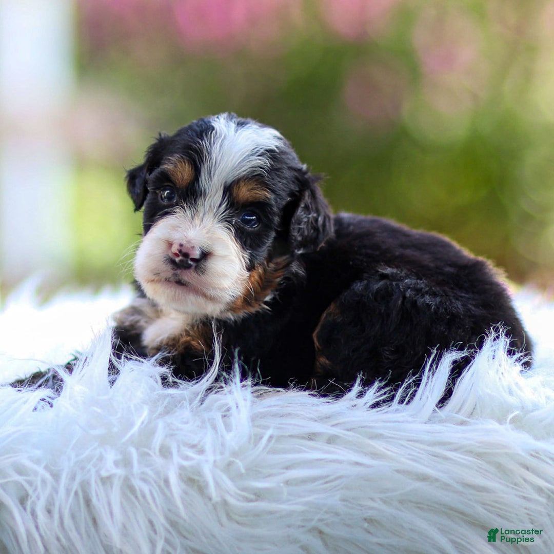 Mini Bernedoodle dogs for sale: Murphy - Image 6