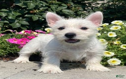 West Highland Terrier dogs for sale: Wynona - Image 6