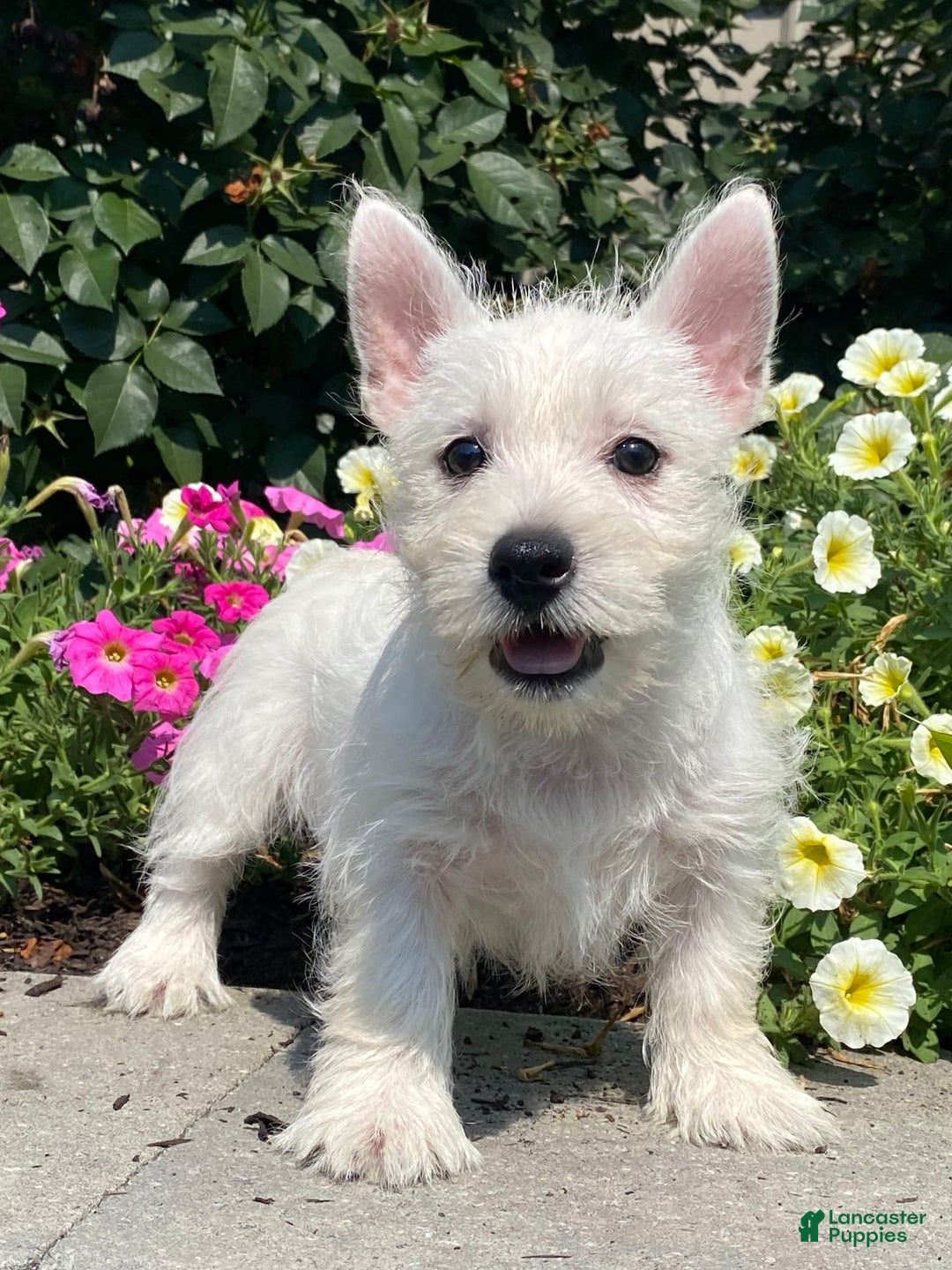 West Highland Terrier dogs for sale: Wynona - Image 6