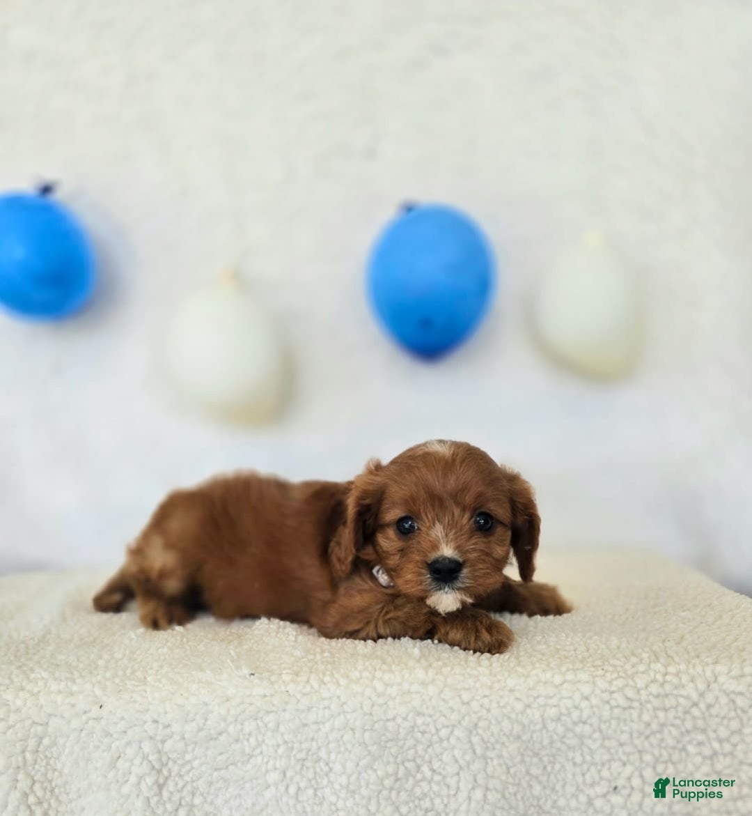 Cavapoo dogs for sale: Bruce - Image 4