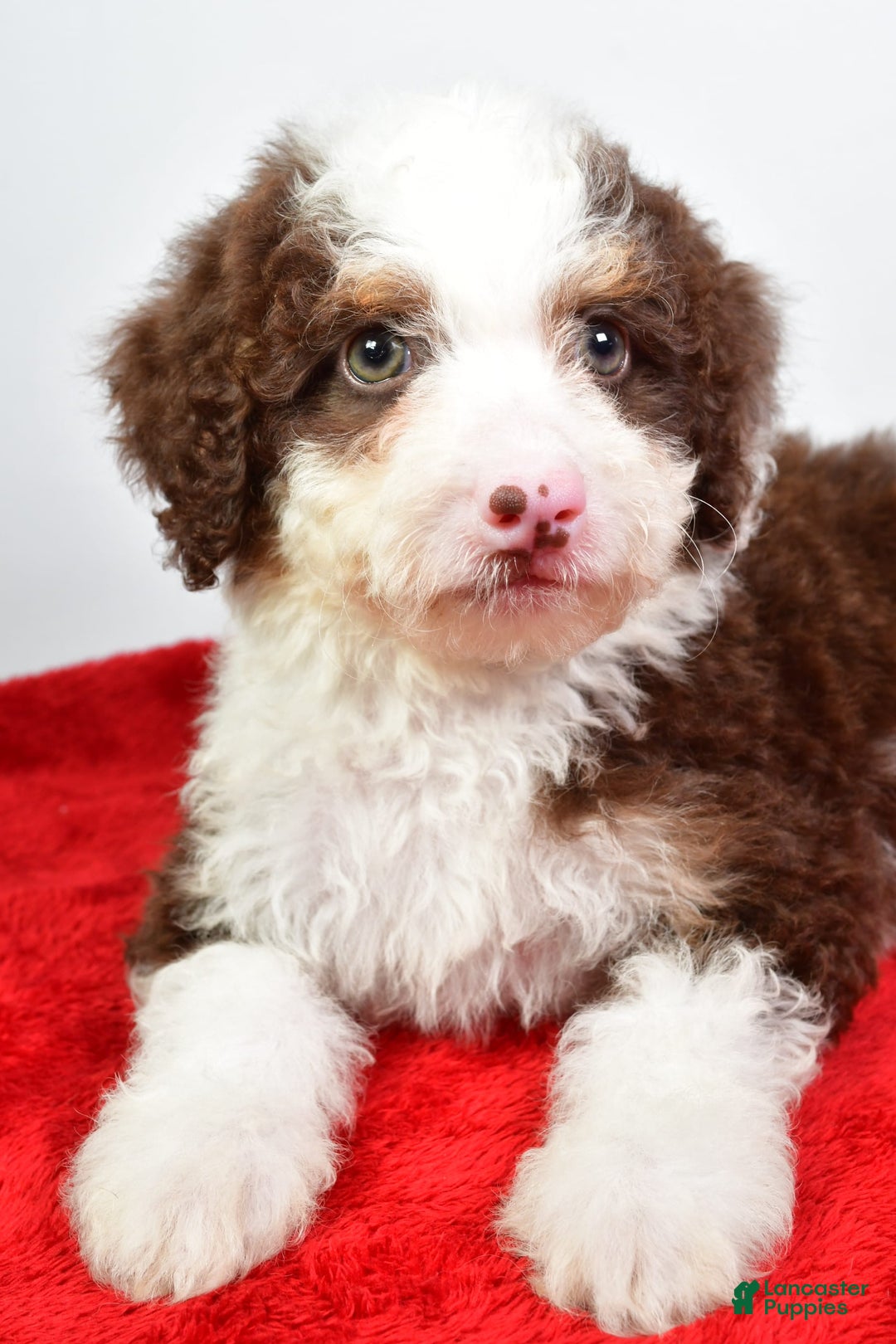 Mini Bernedoodle dogs for sale: Wendy - Image 5
