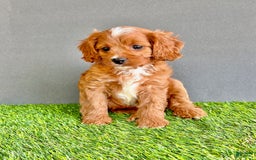 Cavapoo dogs for sale: Rocky - Image 1