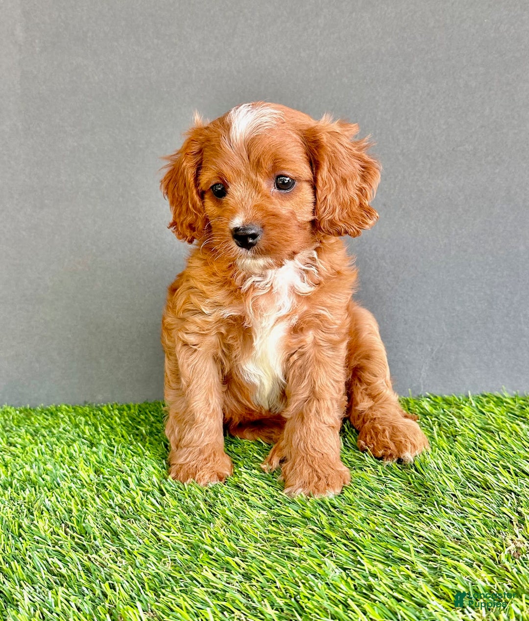 Cavapoo dogs for sale: Rocky - Image 1