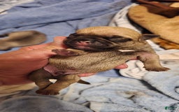 Pug dogs for sale: Don - Image 23
