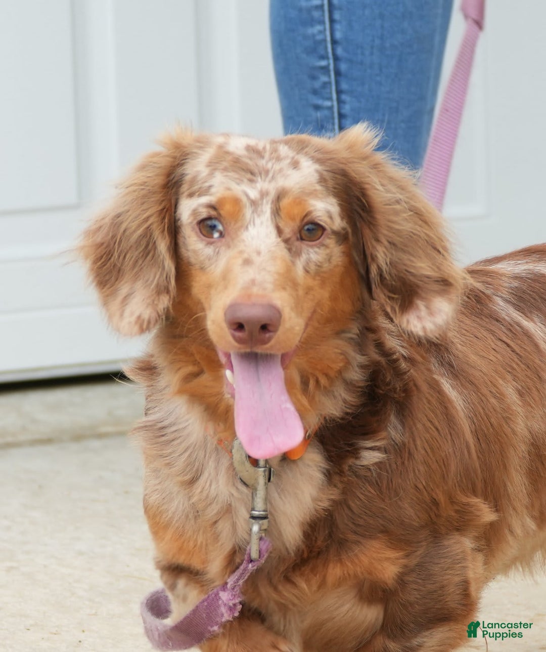 Miniature Dachshund dogs for sale: Spot - Image 4