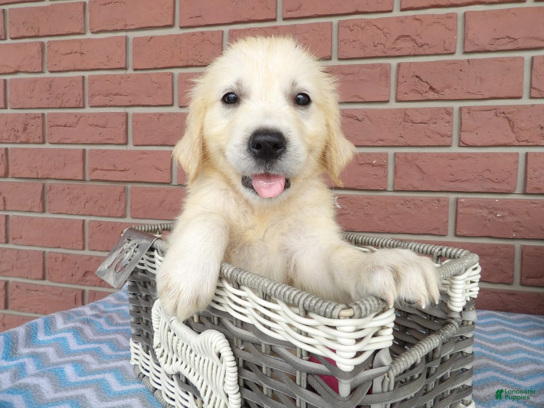 Golden Retriever dogs for sale: Golden Retriever 5 puppies - Image 1