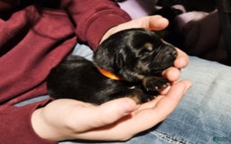 German Shepherd dogs for sale: Amarillo - Image 12