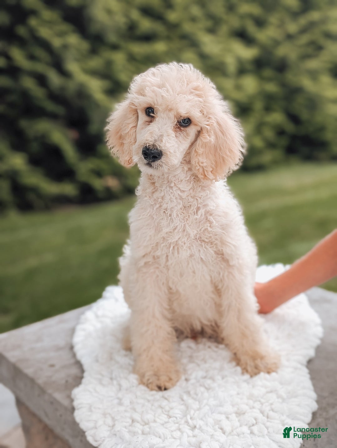 Standard Poodle dogs for sale: Charlie-moyen Poodle - Image 1