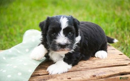 Havanese dogs for sale: Eeyore - Image 7