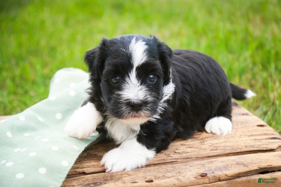 Havanese dogs for sale: Eeyore - Image 7