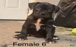 American Bully dogs for sale: Black Beauty - Image 7