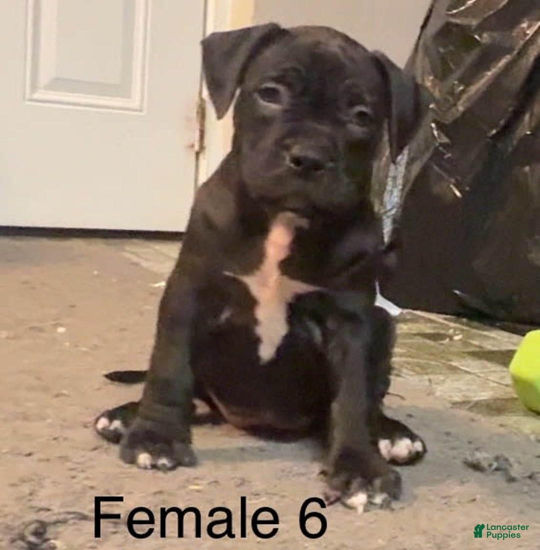 American Bully dogs for sale: Black Beauty - Image 7