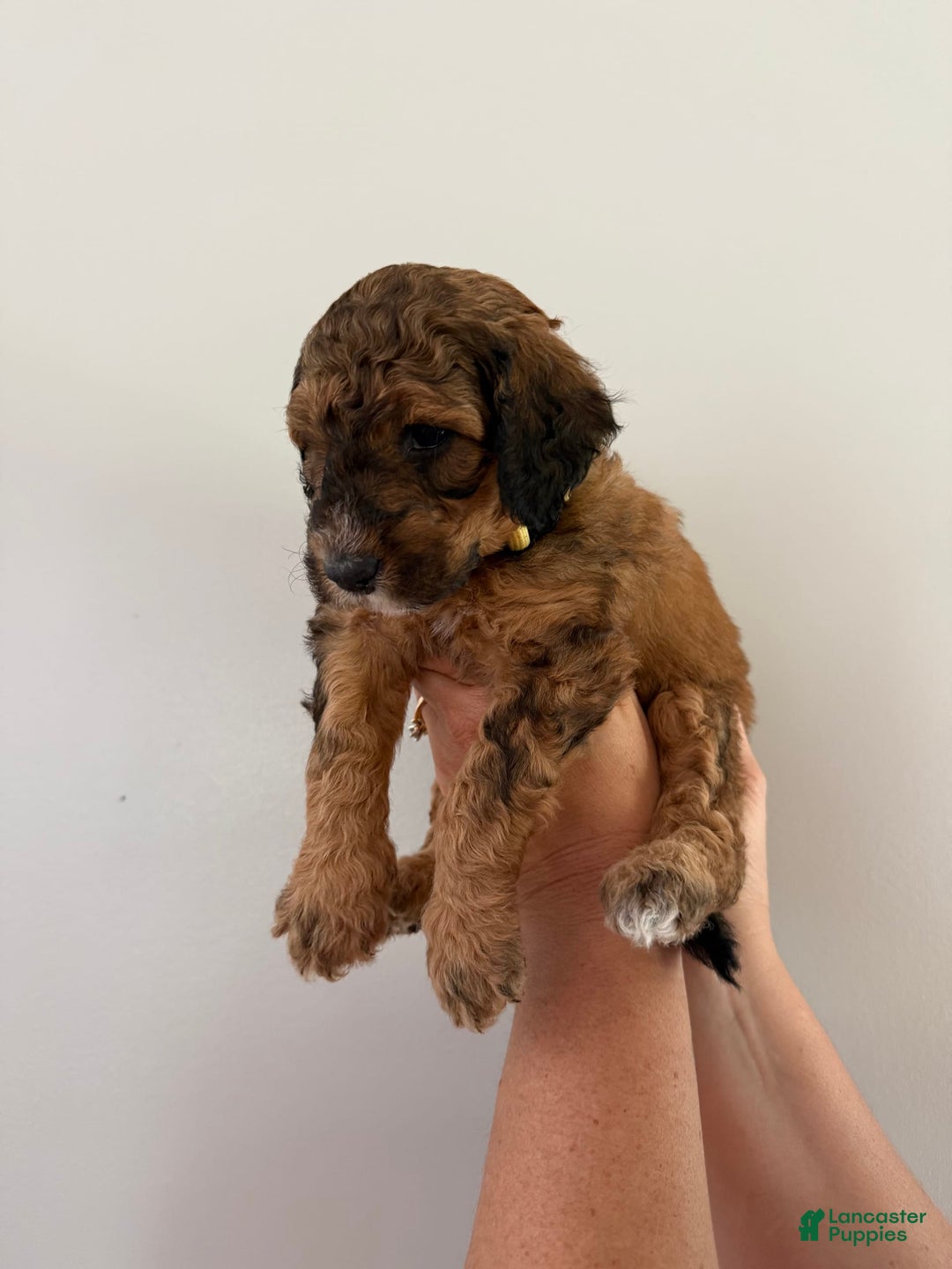 Bernedoodle dogs for sale: Yellow Collar Girl - Image 6