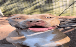 American Bully dogs for sale: Raine - Image 17