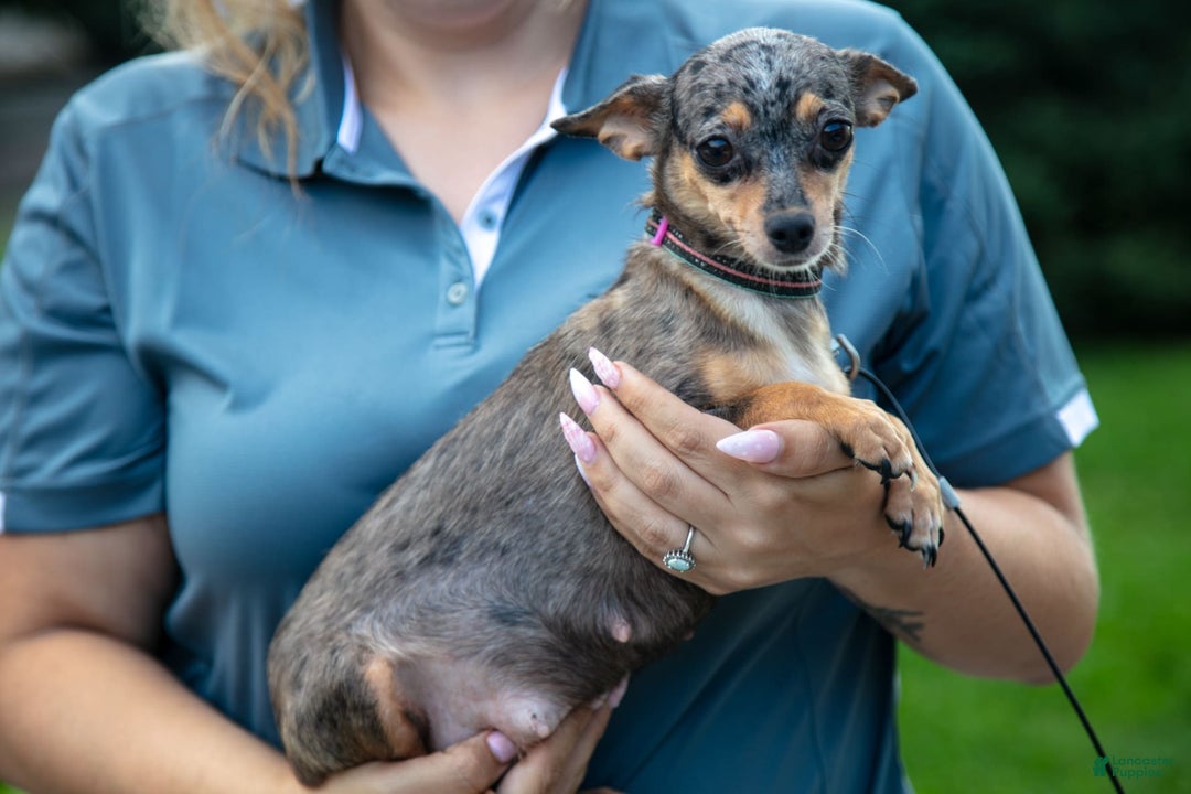 Chihuahua dogs for sale: Pebbles - Image 4